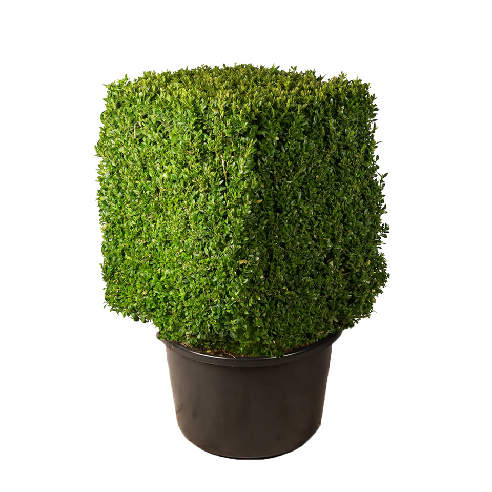 Buxus kubus