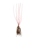 Witte kornoelje Sibirica
