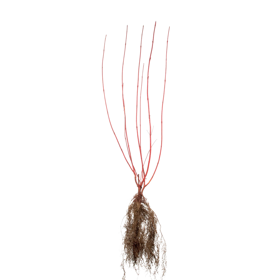 Witte kornoelje Sibirica