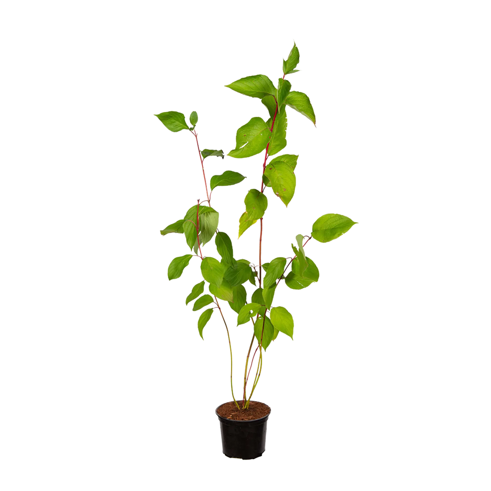 Witte kornoelje Sibirica