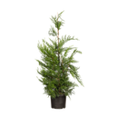 Groene leylandii