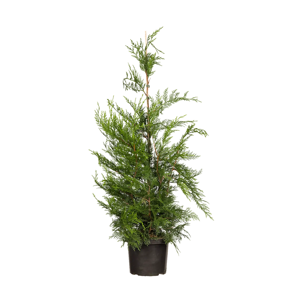 Groene leylandii