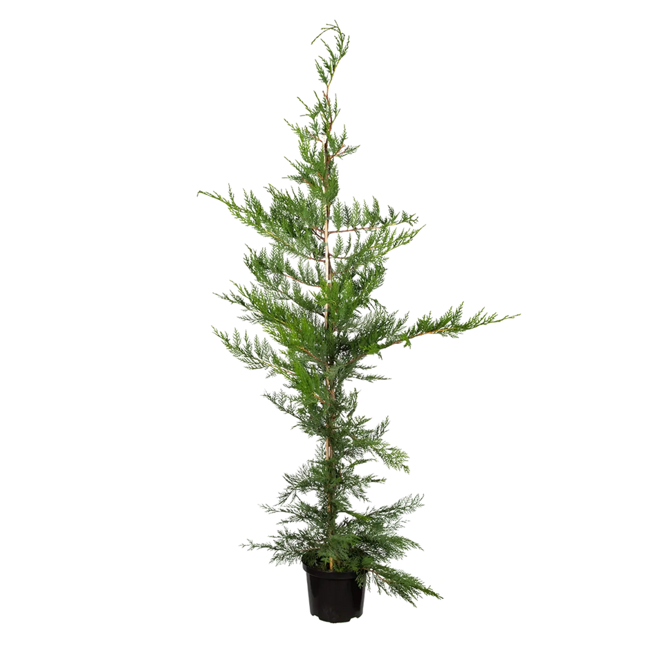 Groene leylandii