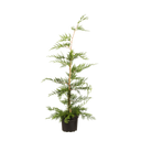 Groene leylandii
