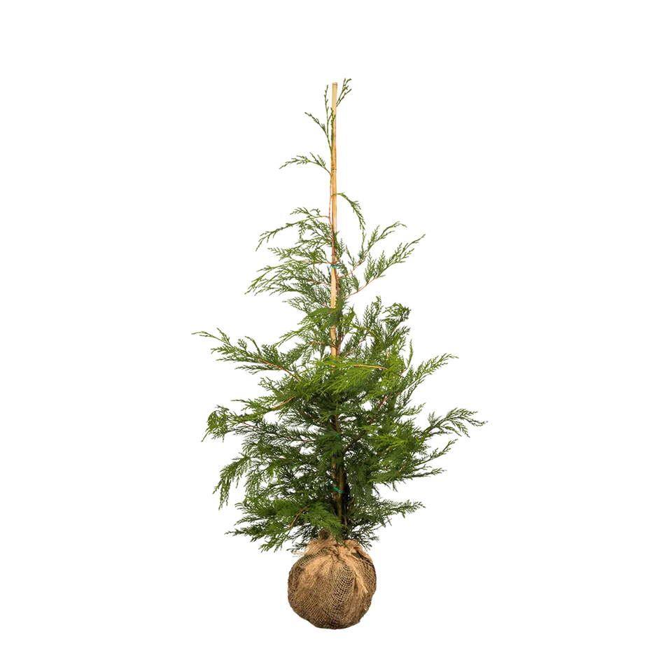 Groene leylandii
