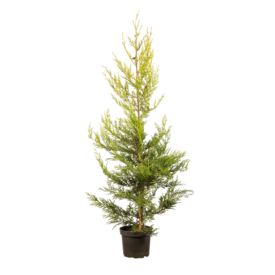Gele leylandii