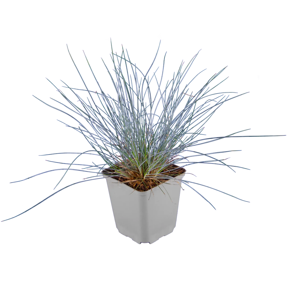 Blauw schapegras, zwenkgras