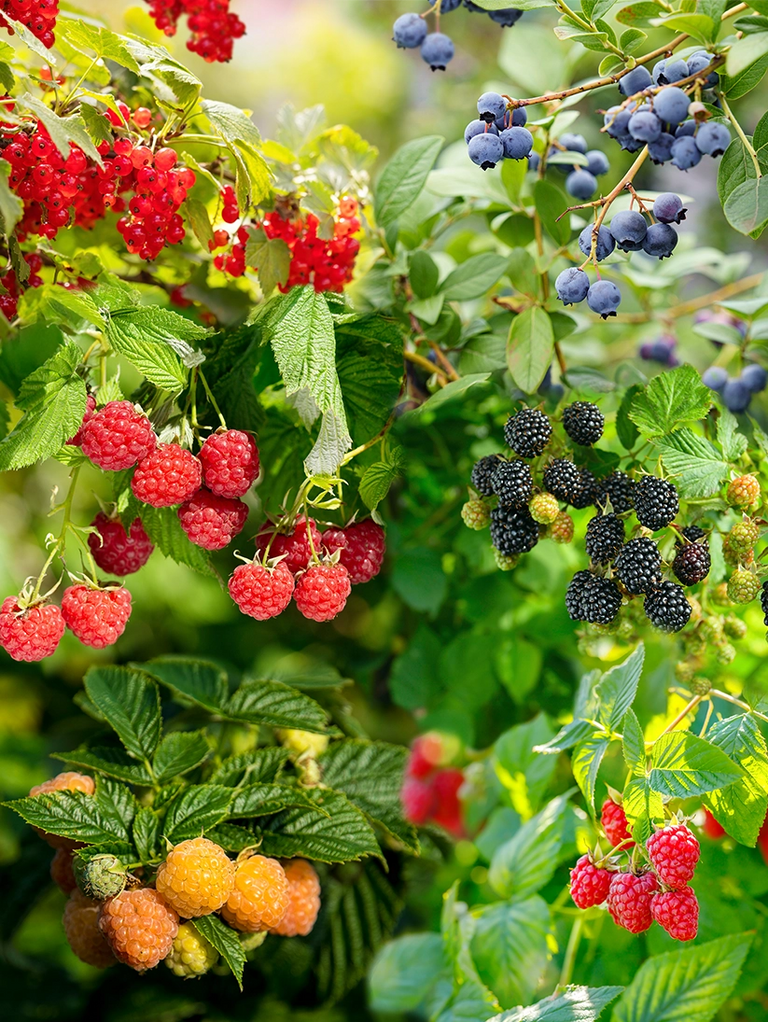 Fruittuin voor kinderen