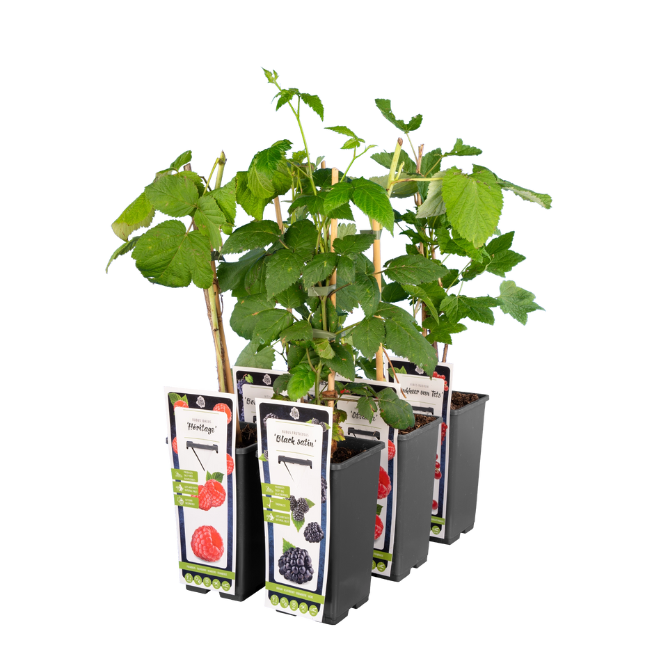 Gemengde fruittuin voor grote tuinen