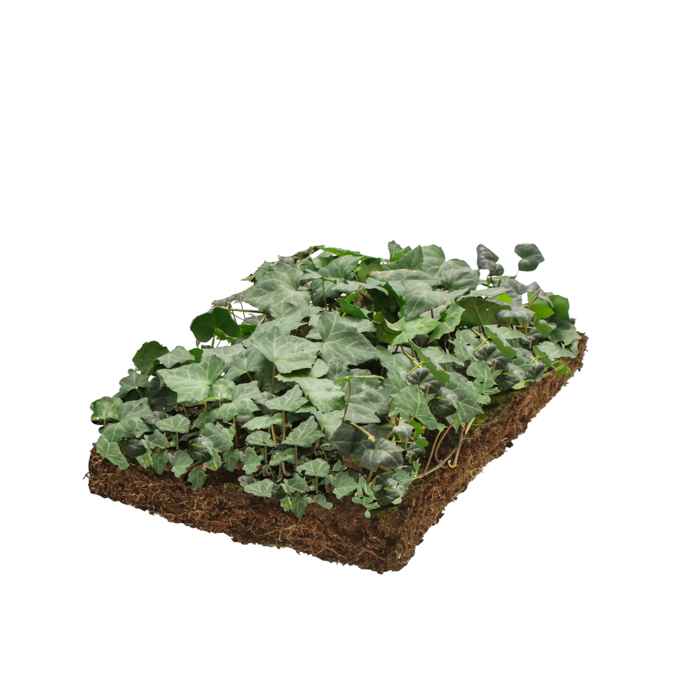 Kleinbladige klimop plantenmat