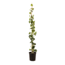 Grootbladige klimop