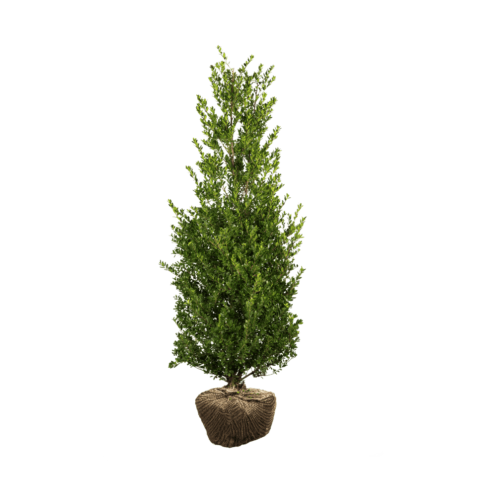 Japanse hulst Dark Green ®