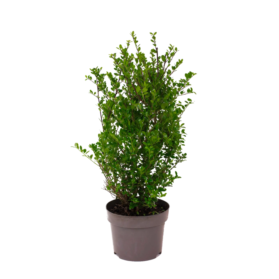 Japanse hulst Dark Green ®