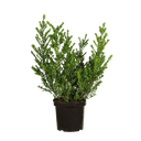 Japanse hulst Dark Green ®