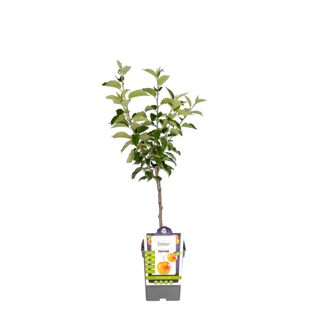 Appel 'Elstar'