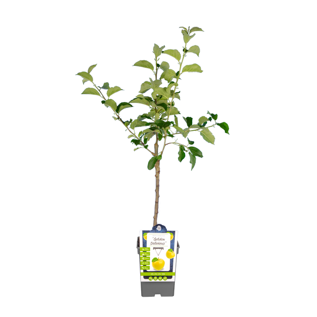 Appel 'Golden Delicious'