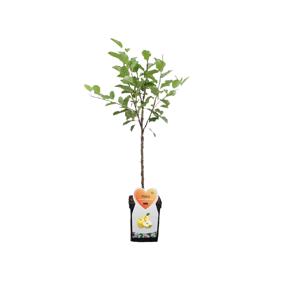 Appel 'Golden Delicious'