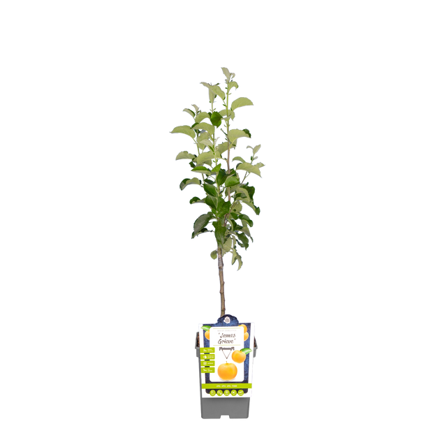 Appel 'James Grieve'