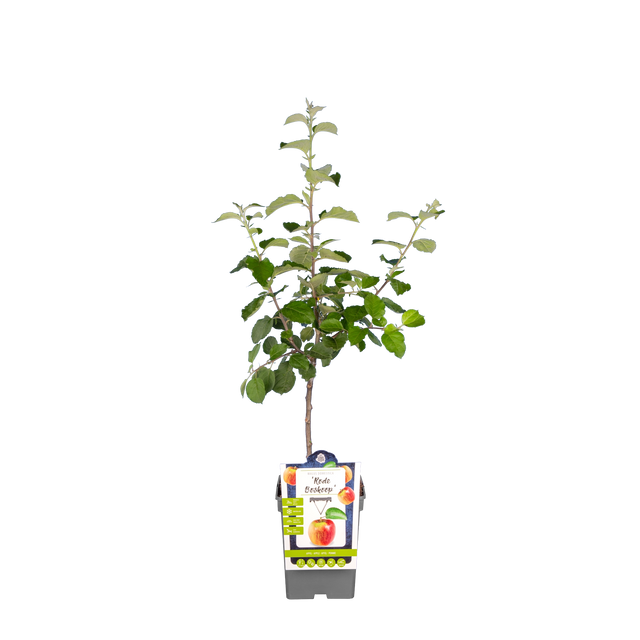 Appel 'Rode Boskoop'