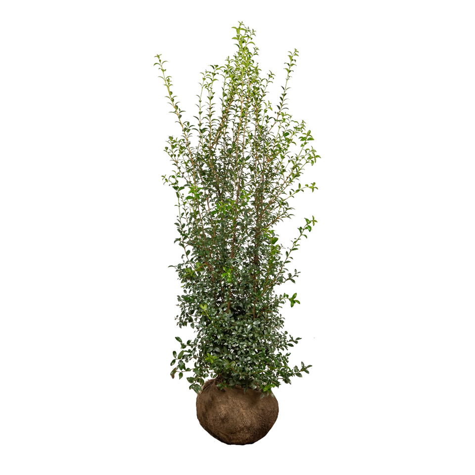 Schijnhulst burkwoodii