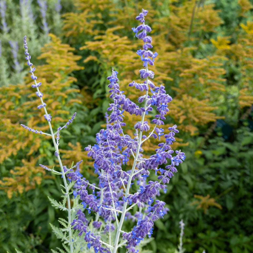 Reuzenlavendel Blue Spire