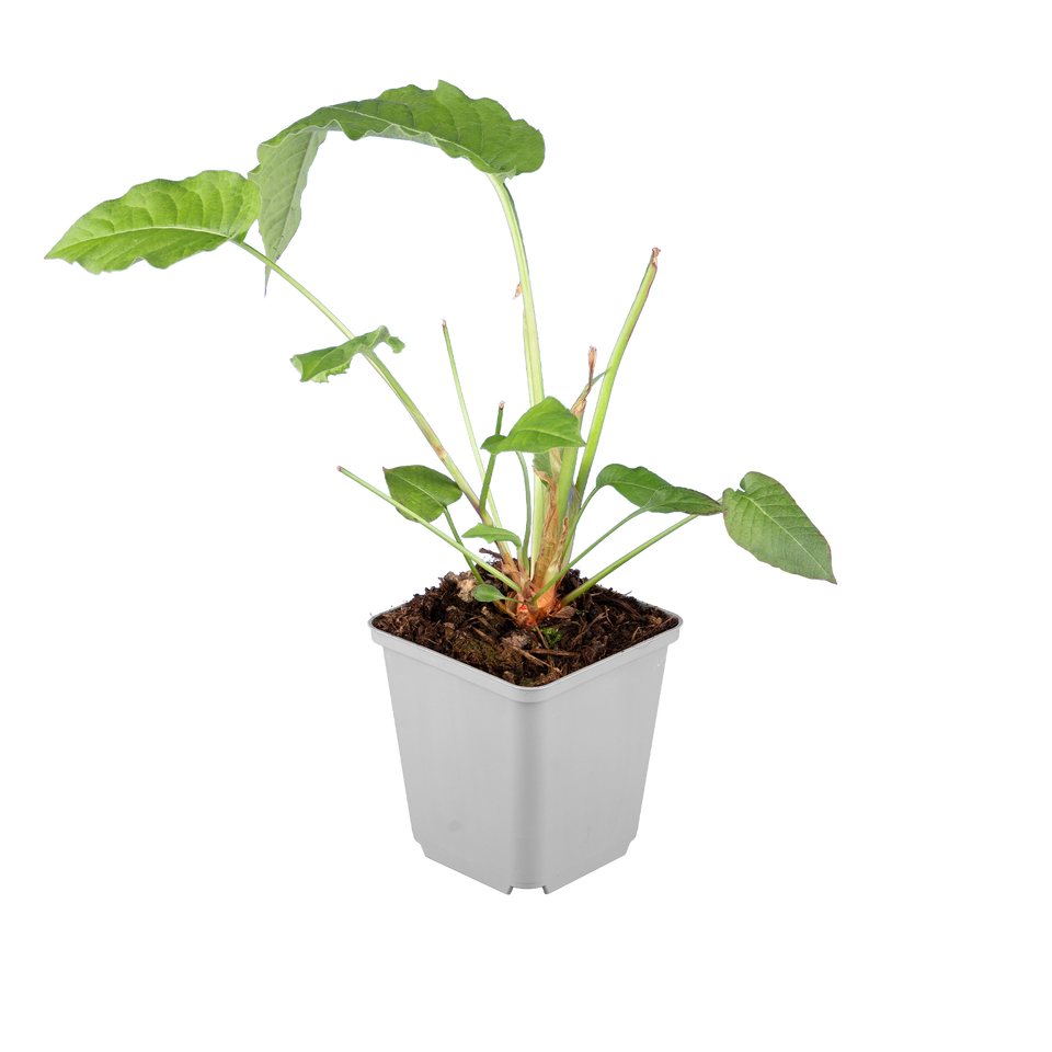 Duizendknoop amplexicaulis