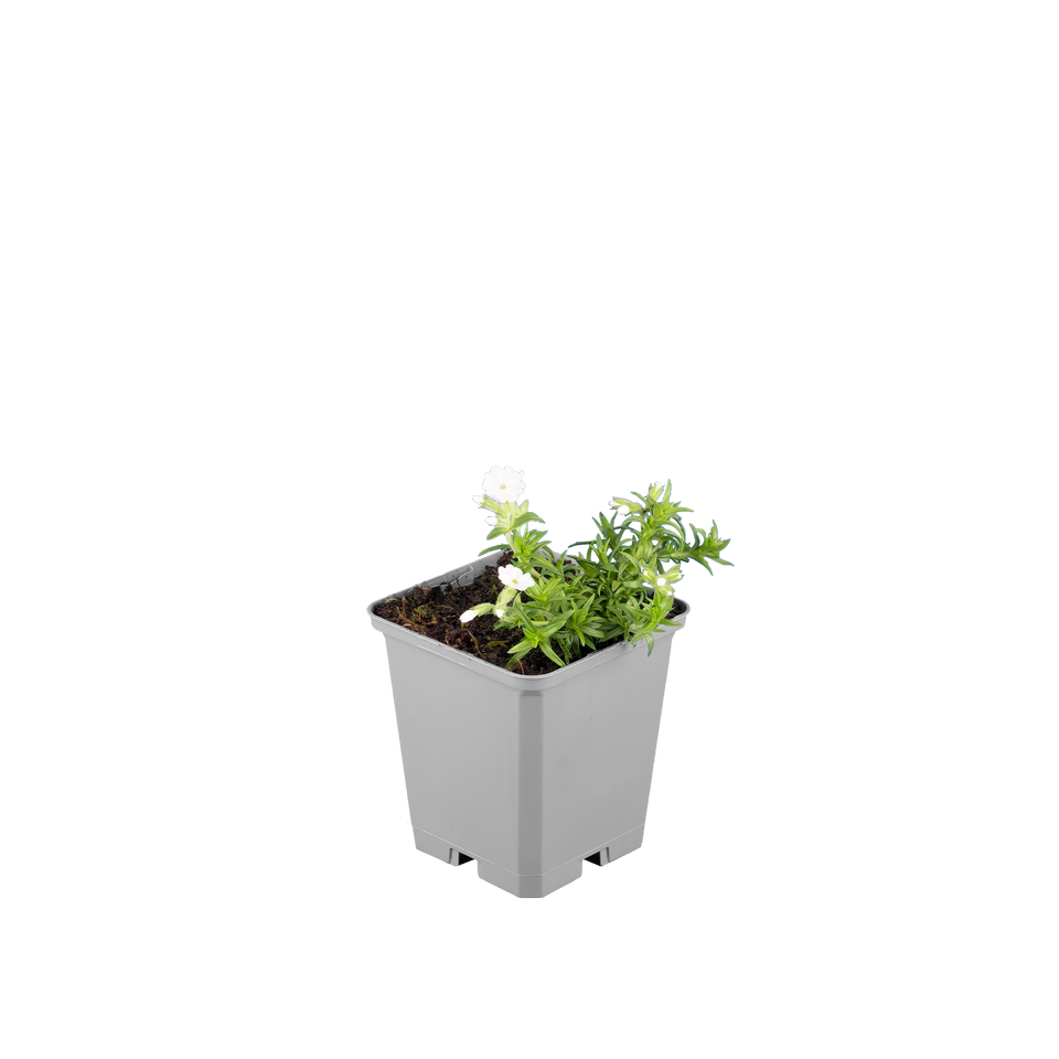 Vlambloem Maischnee