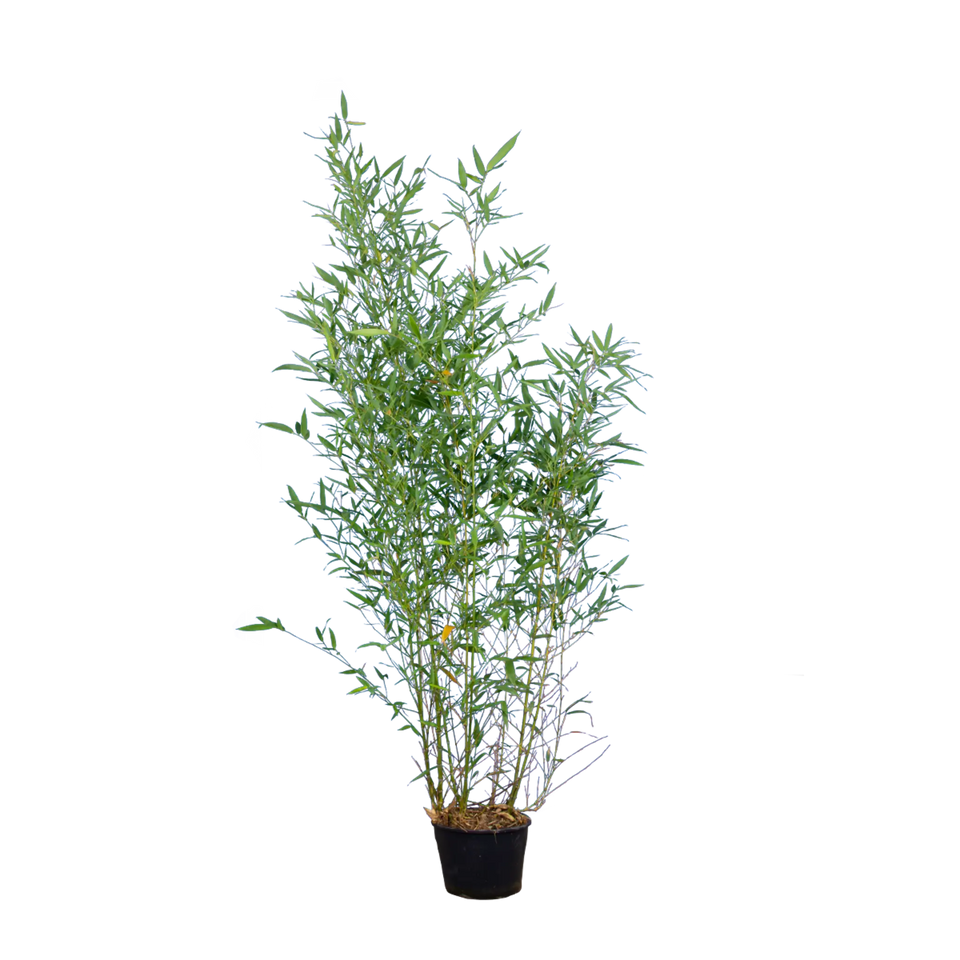 Bamboe Aurea