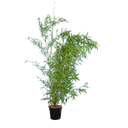 Bamboe Aurea