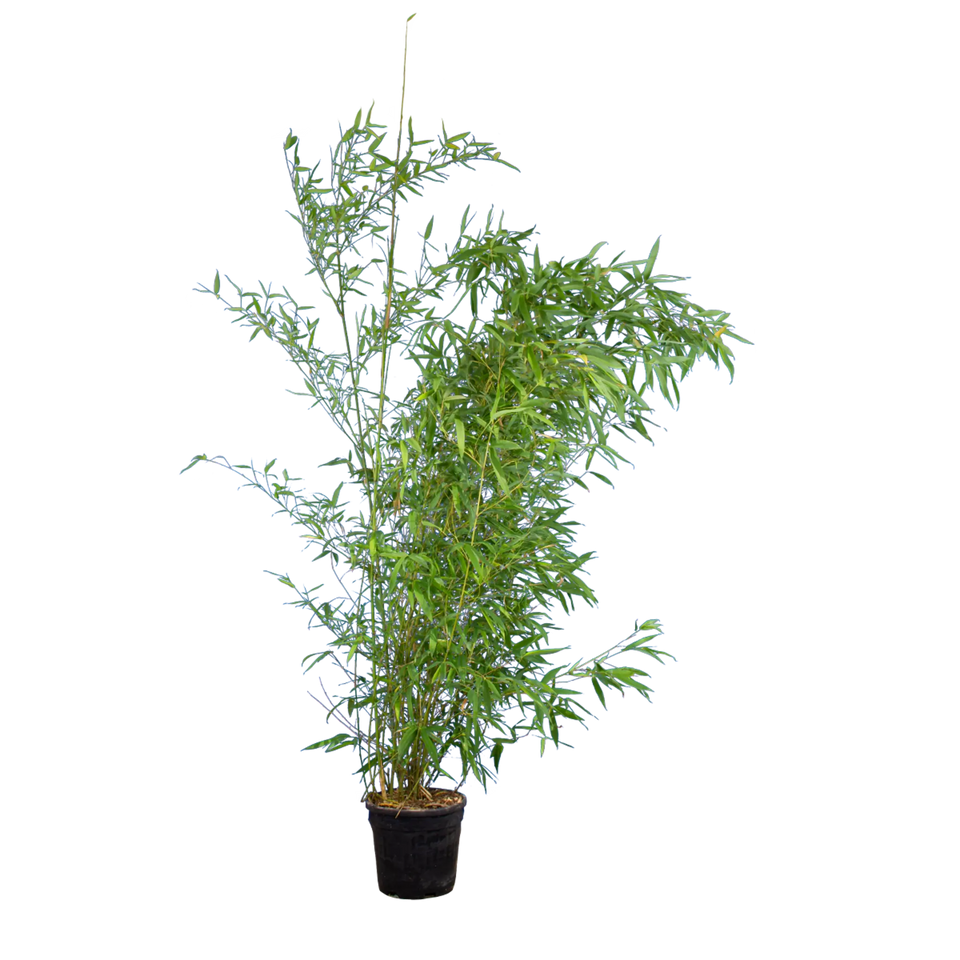 Bamboe Aurea