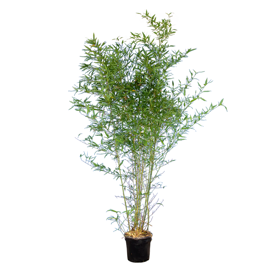 Bamboe Aurea
