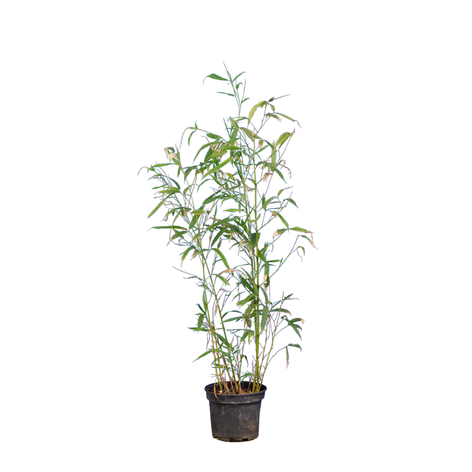 Bamboe Aurea