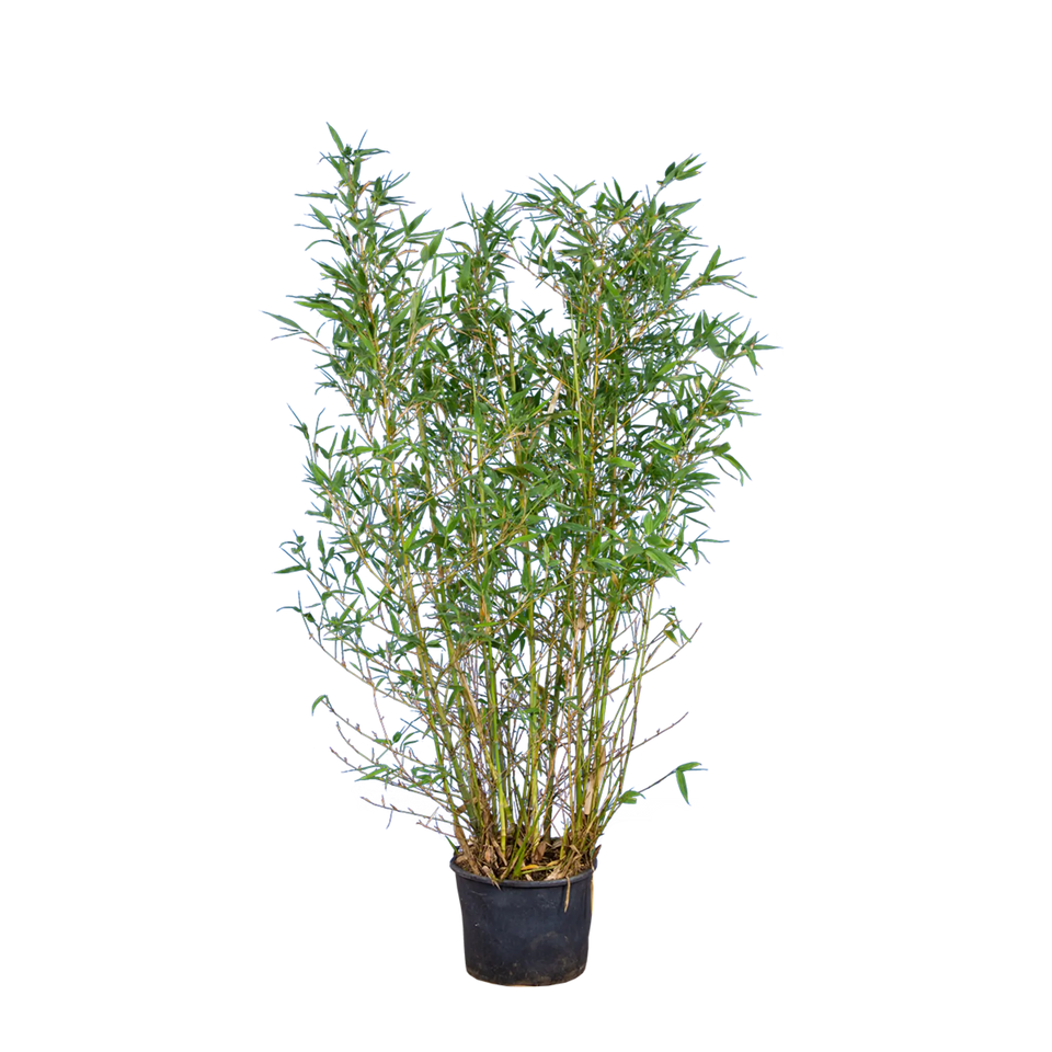 Bamboe Aurea