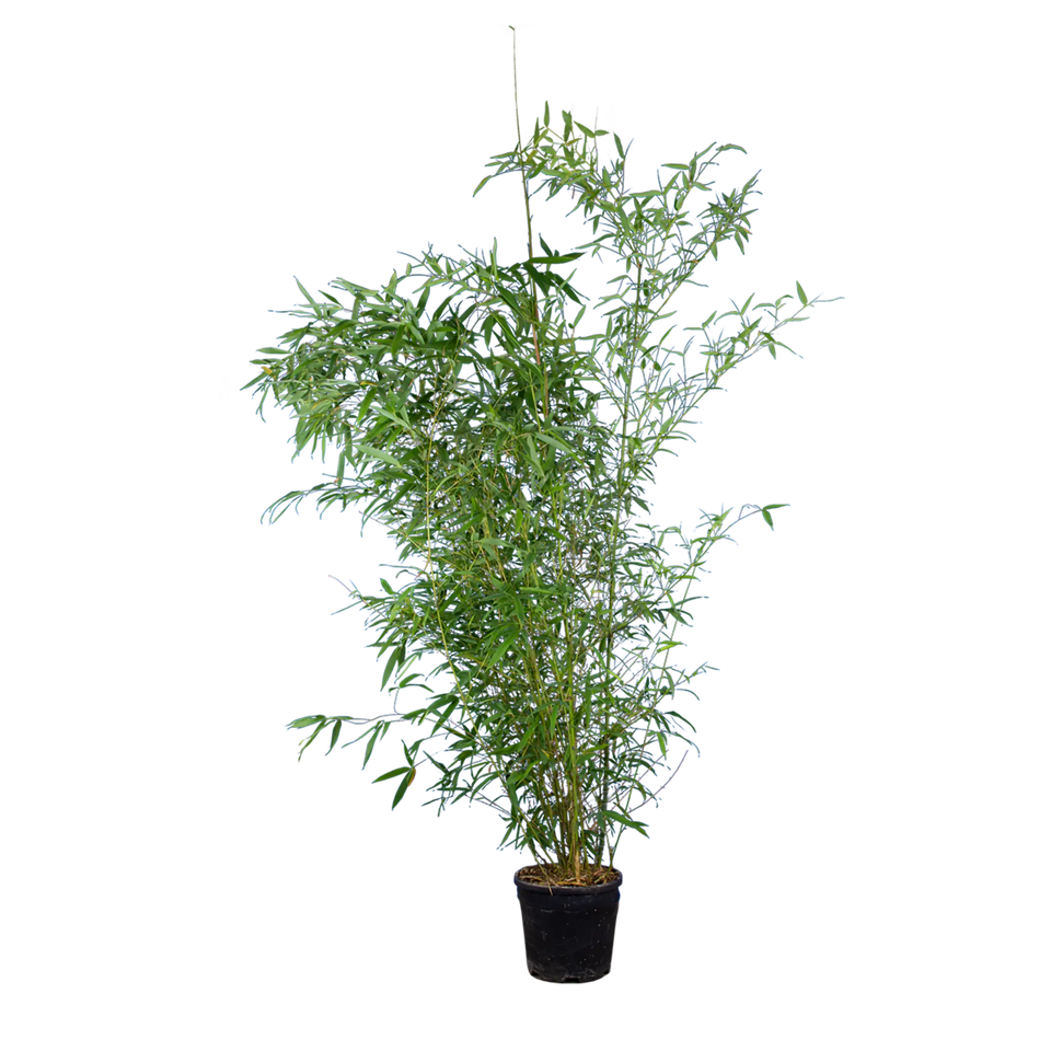 Bamboe Spectabilis