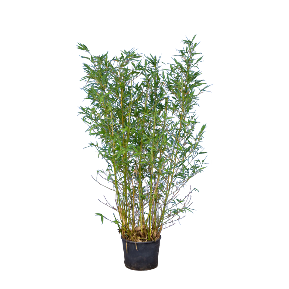 Bamboe Spectabilis