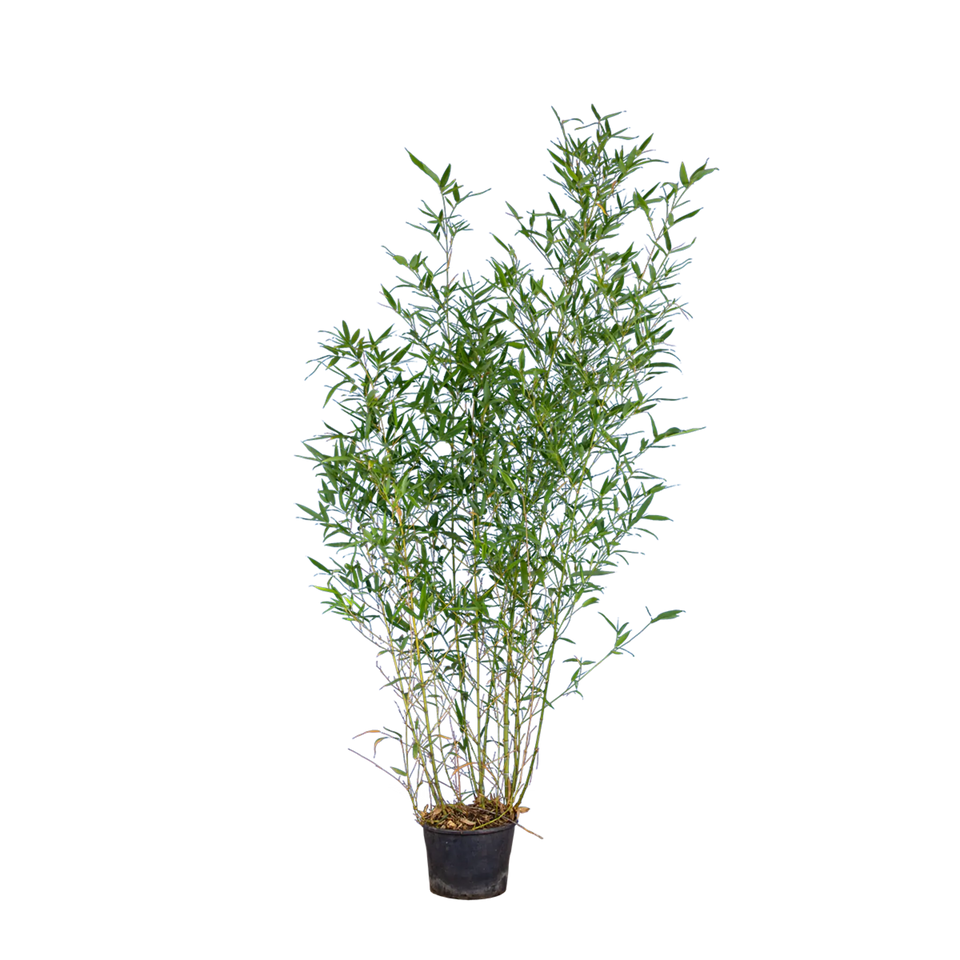 Bamboe Aureocaulis
