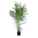 Bamboe Aureocaulis