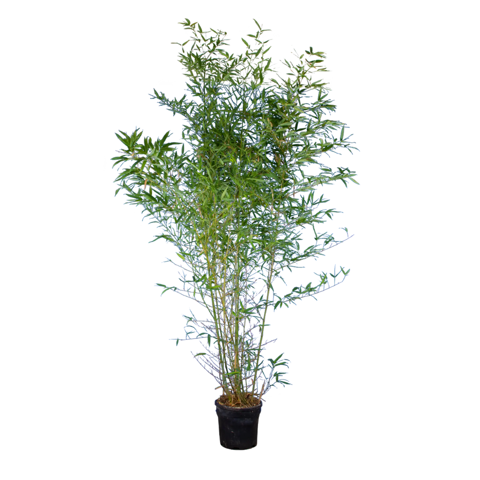 Bamboe Aureocaulis