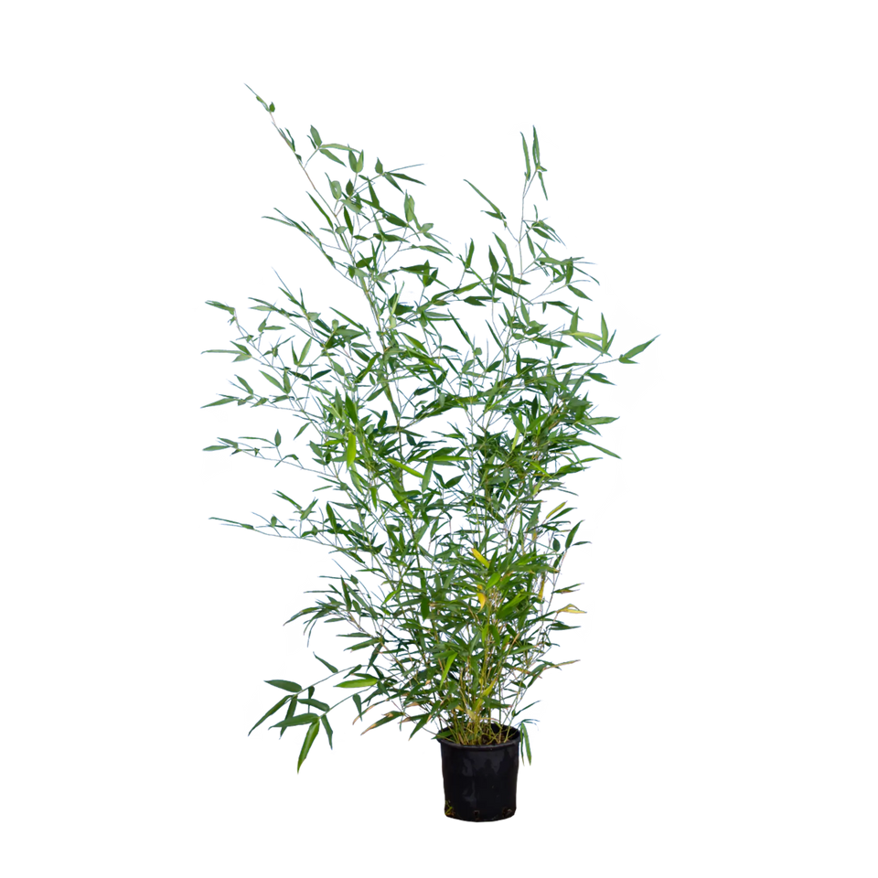 Bamboe Bissetii