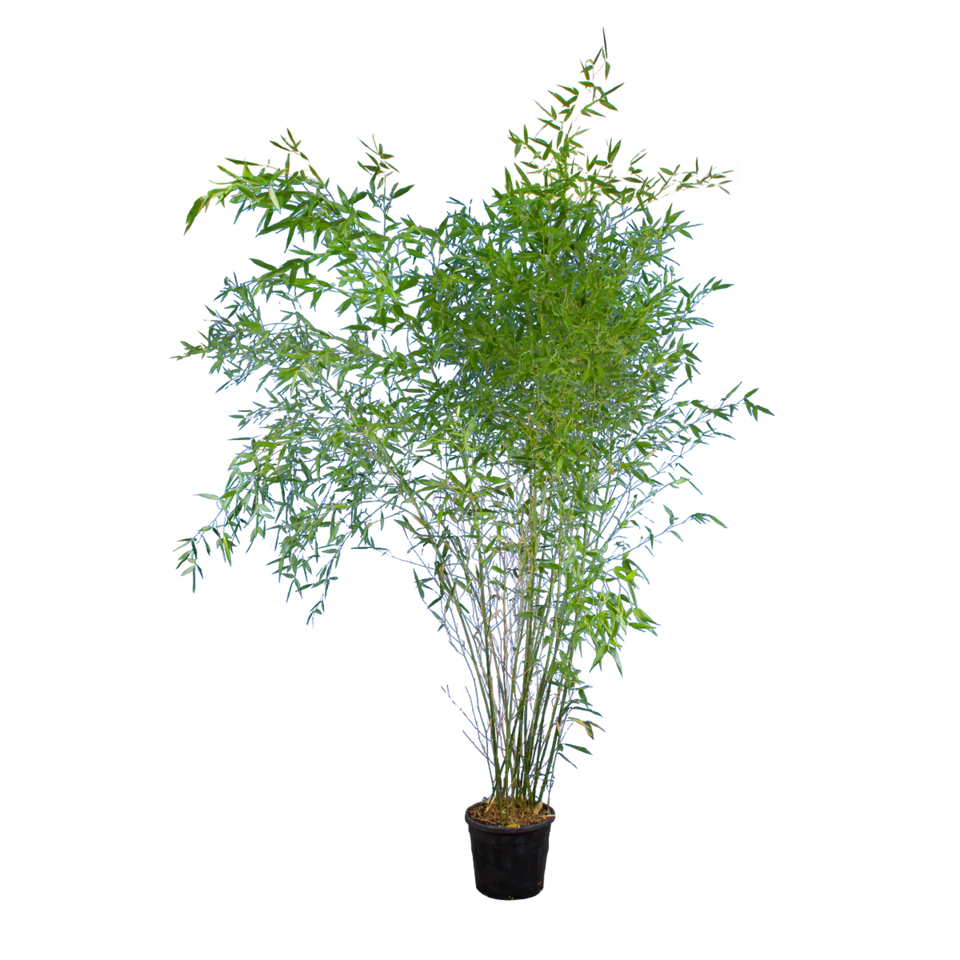 Bamboe Bissetii