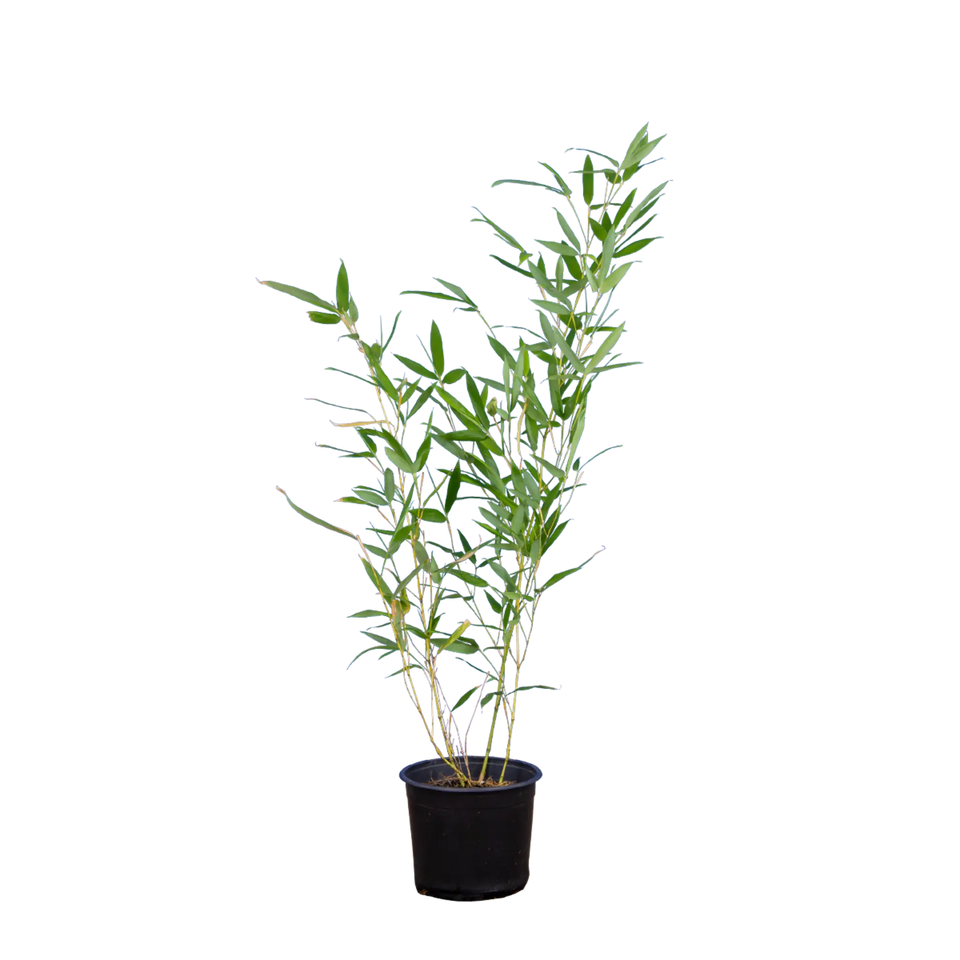 Bamboe Bissetii