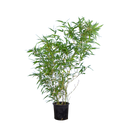 Bamboe Bissetii
