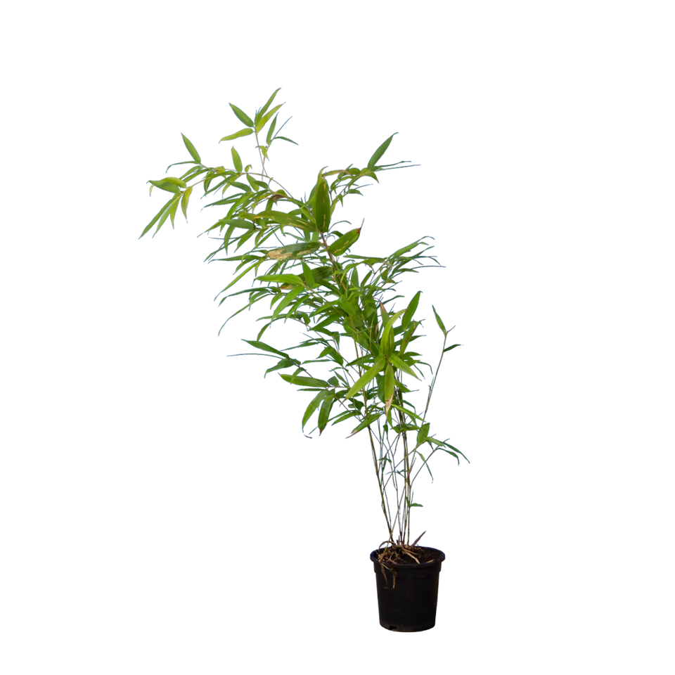 Zwarte bamboe