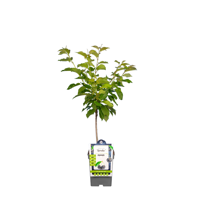 Kers 'Kordia'