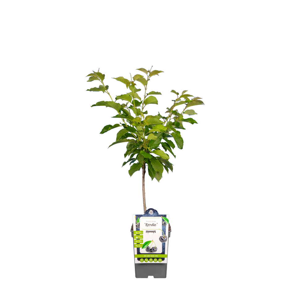 Kers 'Kordia'
