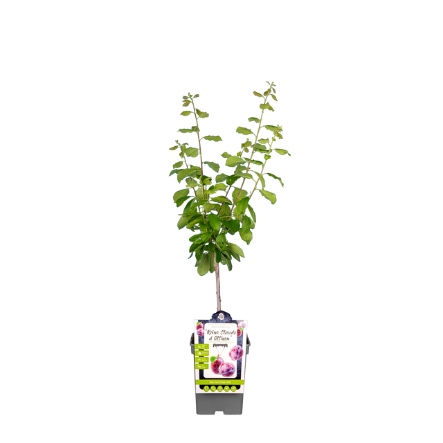 Pruim 'Reine Claude d'Althan'