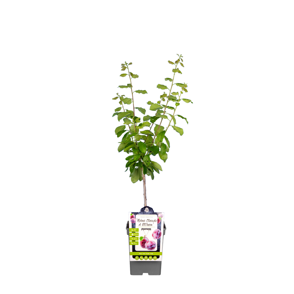 Pruim 'Reine Claude d'Althan'
