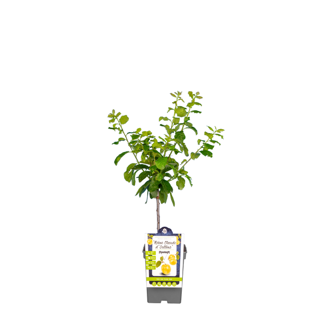Pruim 'Reine Claude d'Oullins'