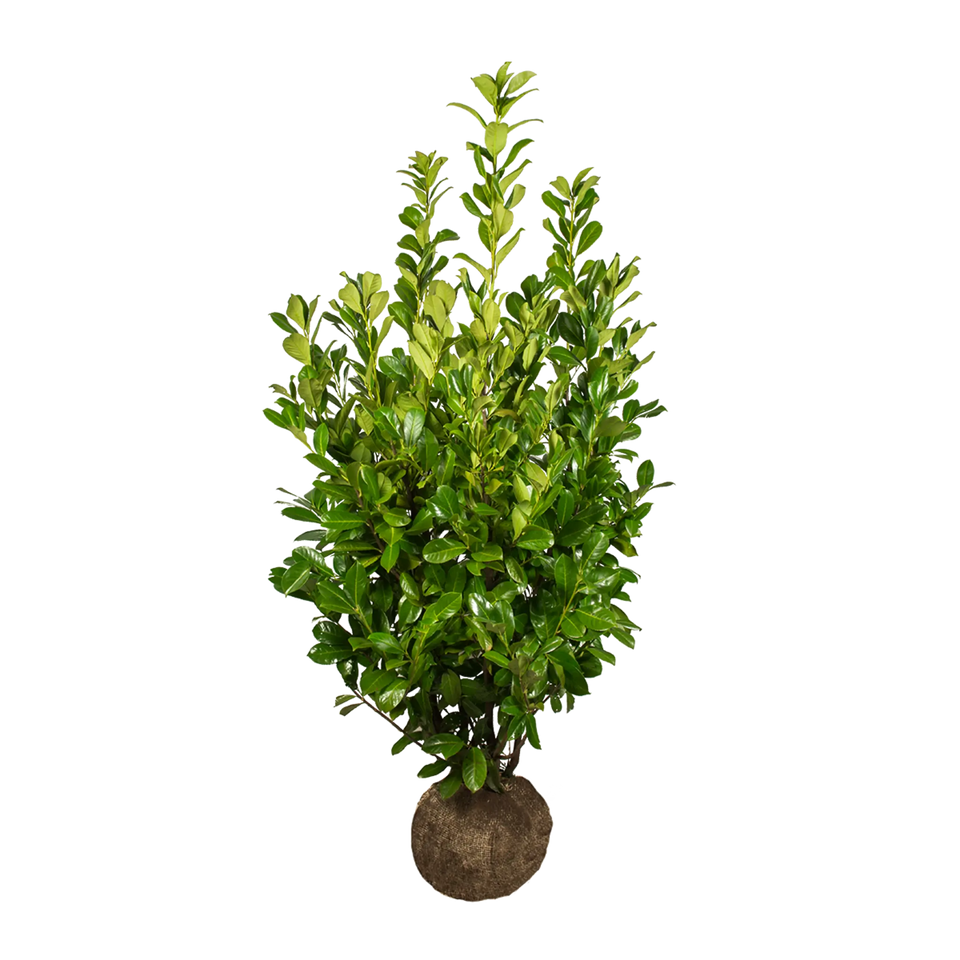 Laurier Rotundifolia