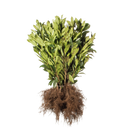 Laurier Caucasica